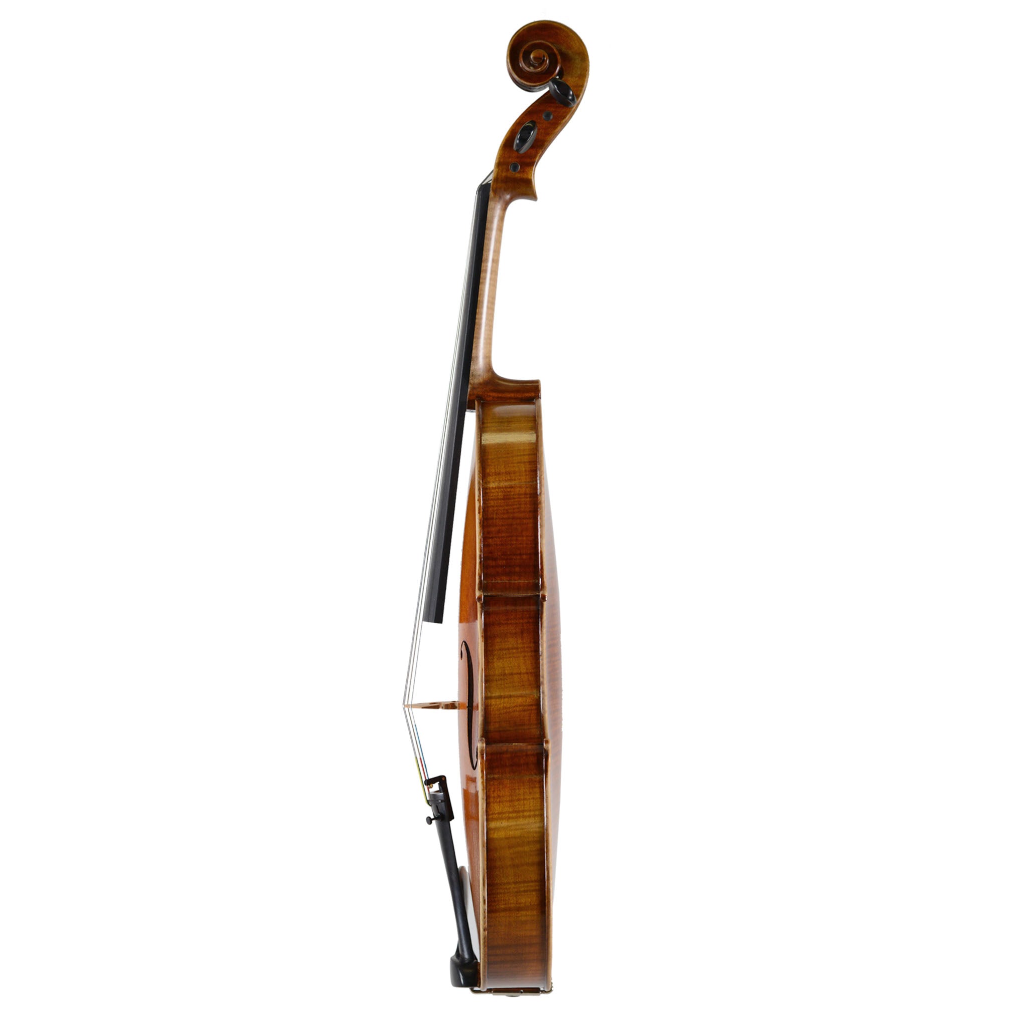Holstein Traditional Panette Viola
