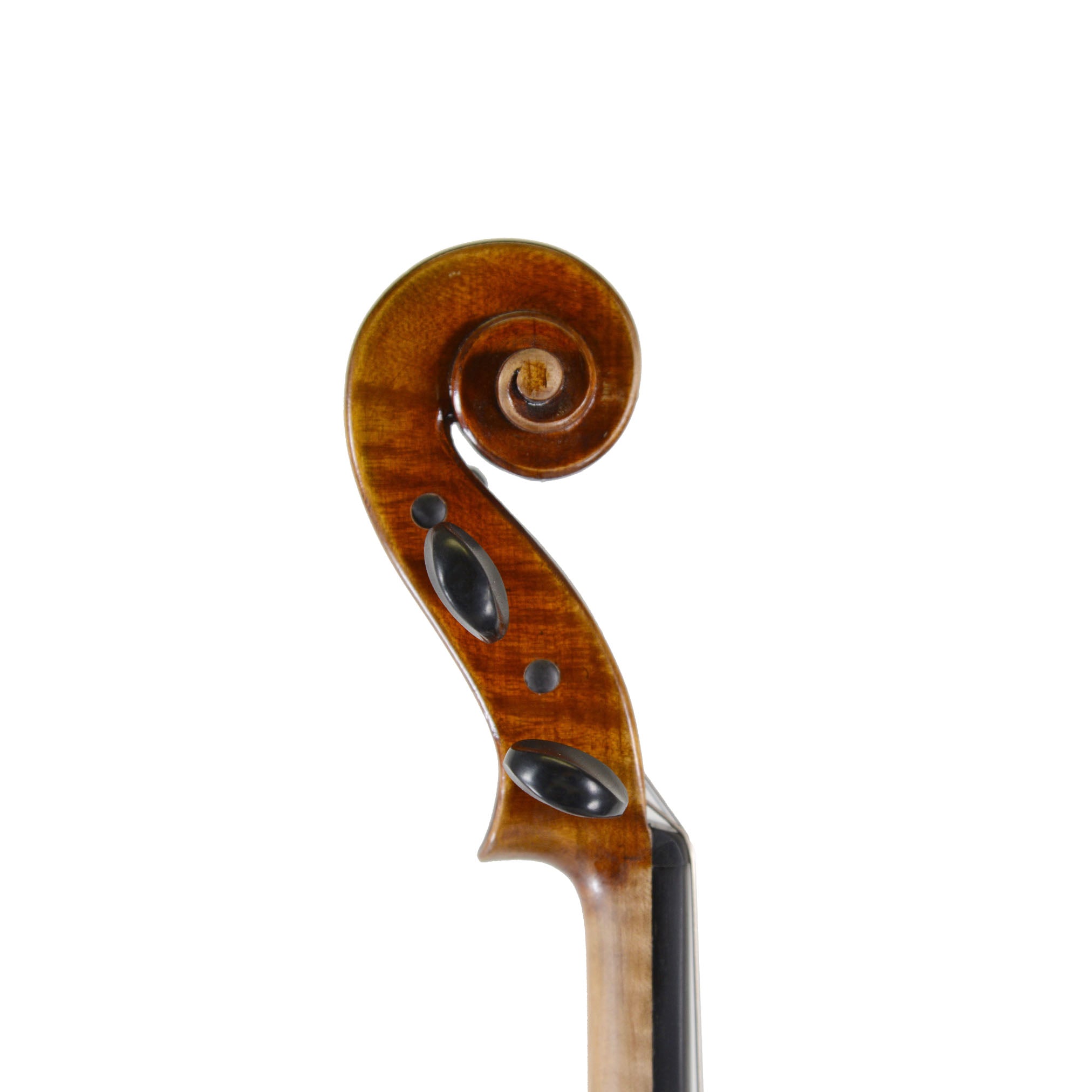 Holstein Traditional Panette Viola