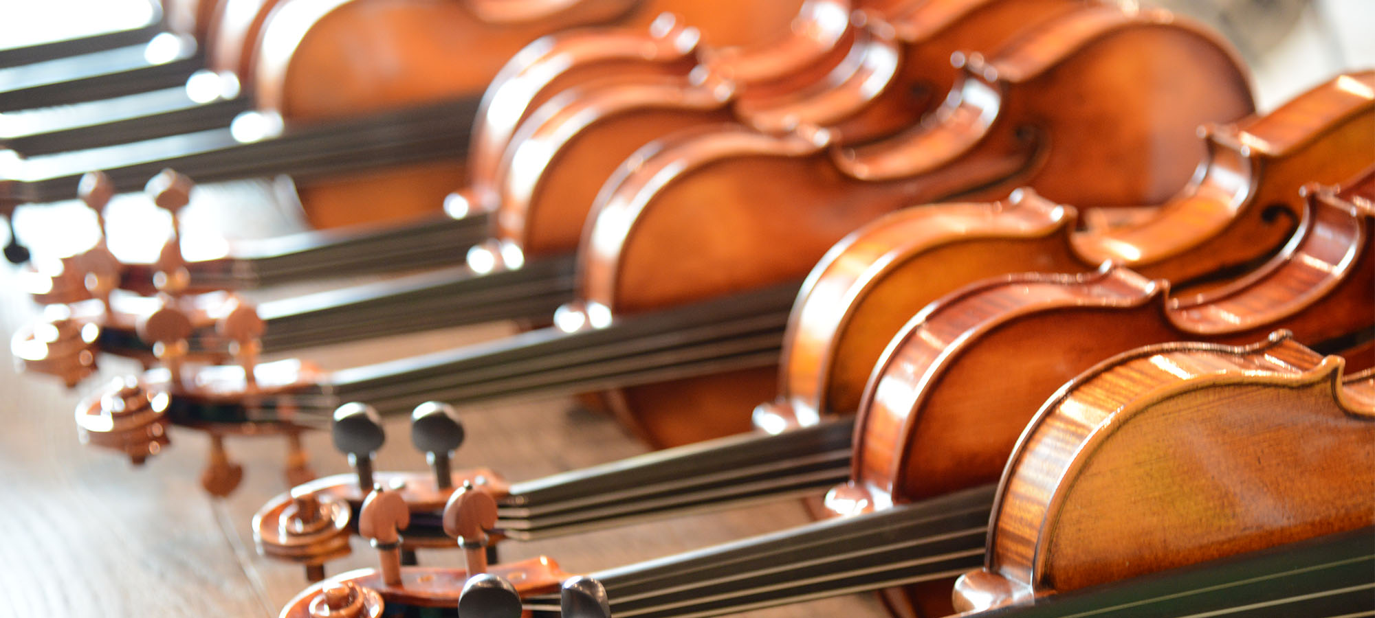 Assortment of quality violins displayed in violin shop showroom